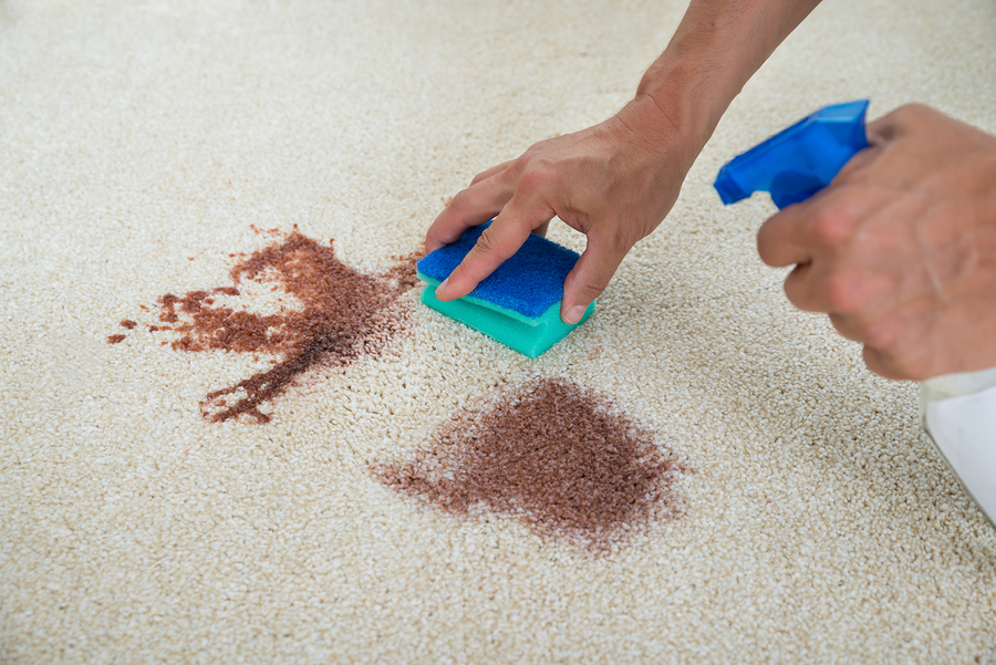 Martha Stewart’s Ultimate Guide to Carpet Stain Removal